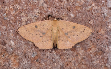 Cyclophora puppillaria