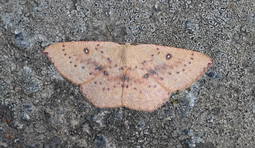 Cyclophora puppillaria