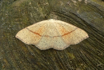 Cyclophora quercimontaria
