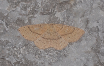Cyclophora ruficiliaria