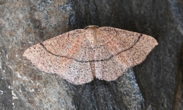 Cyclophora suppunctaria