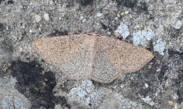 Cyclophora suppunctaria