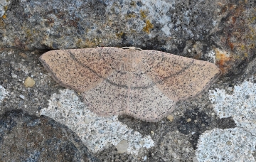 Cyclophora suppunctaria
