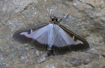 Cydalima perspectalis