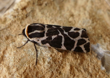 Cymbalophora pudica