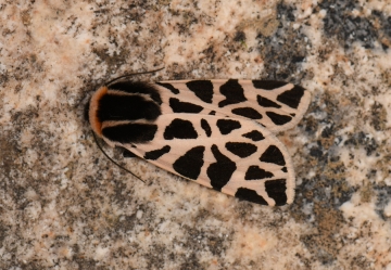 Cymbalophora pudica