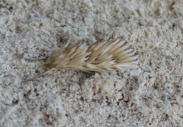 Crambidae: Cynaeda dentalis