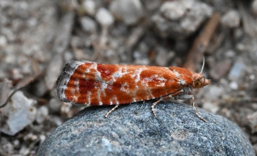 Rhyacionia pinicolana