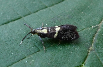 Dasycera oliviella