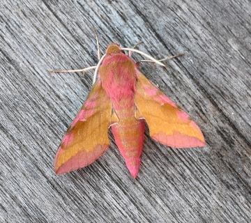 Deilephila porcellus