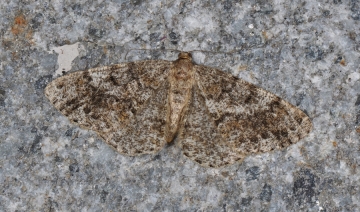Deileptenia ribeata