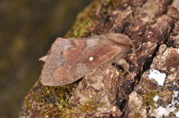 Dendrolimus pini