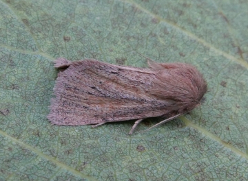 Denticucullus pygmina