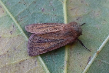 Denticucullus pygmina