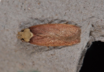 Depressaria depressana