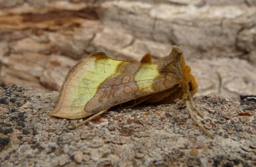Diachrysia chrysitis