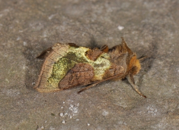 Diachrysia chrysitis