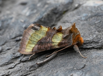 Diachrysia chrysitis