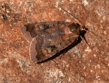 Diarsia brunnea