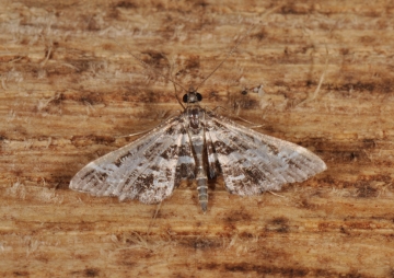 Diasemiopsis ramburialis