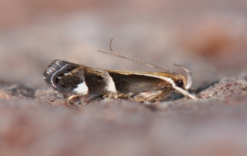 Dichomeris lamprostoma