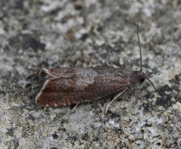 Dichrorampha acuminatana