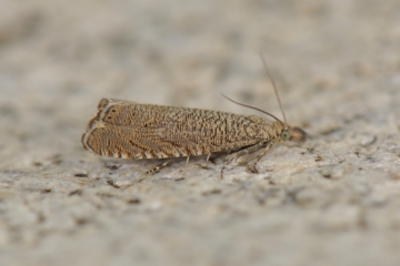 Dichrorampha plumbagana