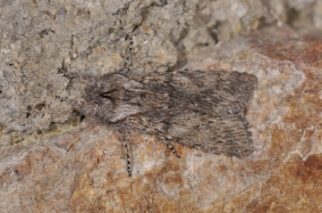 Dicranura ulmi