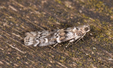 Dioryctria abietella
