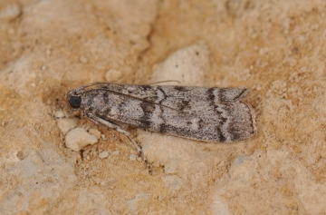 Dioryctria mendacella