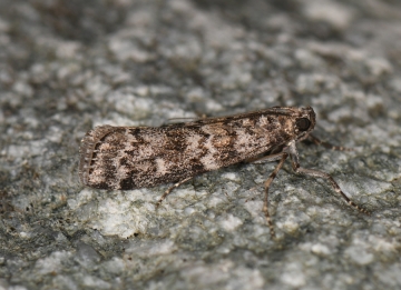 Dioryctria schuetzeella
