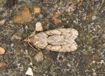 Diurnea fagella