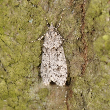 Diurnea fagella