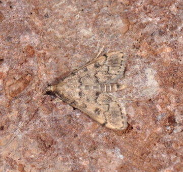 Dolicharthria daralis