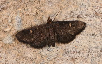 Dolicharthria stigmosalis