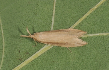 Donacaula forficella