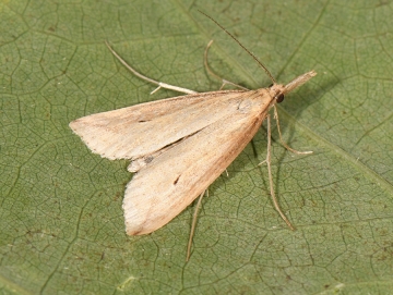 Donacaula forficella