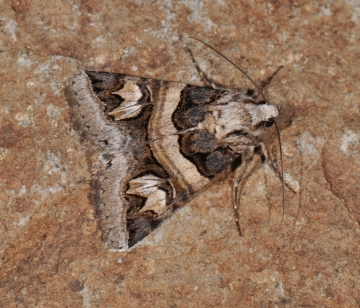 Drasteria cailino