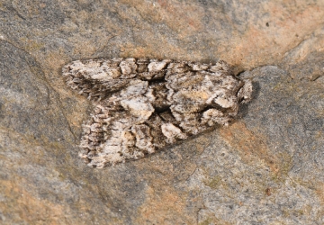 Dryobotodes monochroma