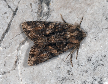 Dryobotodes tenebrosa