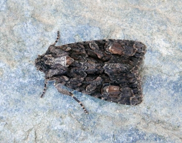 Dryobotodes tenebrosa