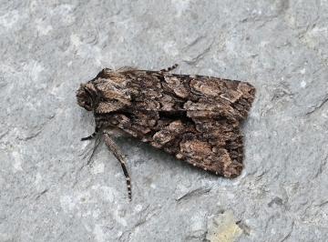 Dryobotodes tenebrosa