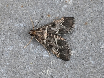 Duponchelia fovealis