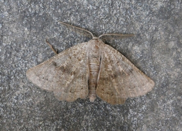 Dyscia crassipunctaria