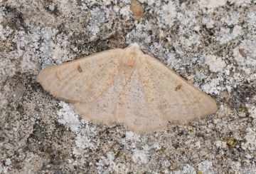 Dyscia penulataria