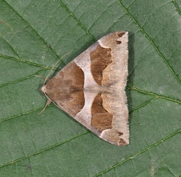 Dysgonia algira
