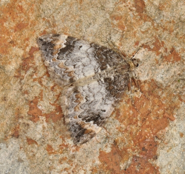 Dysstroma citrata