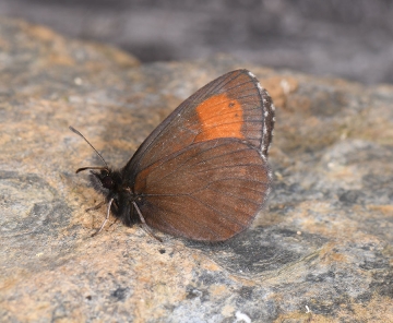 Erebia pluto