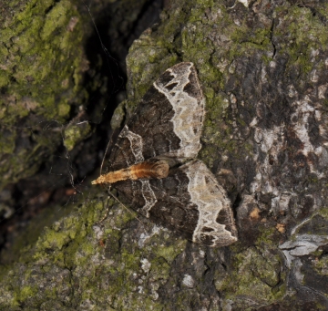 Ecliptopera capitata