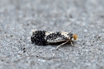 Ectoedemia heringella